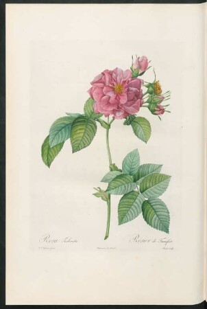 Rosa Turbinata. Rosier de Francfort. Bessin sculp.