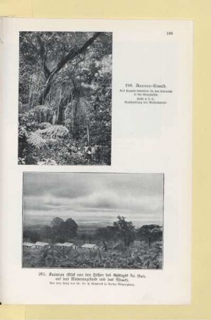 200. Kamerun - Urwald