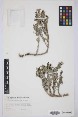 Zygophyllum fontanesii Webb & Berth.