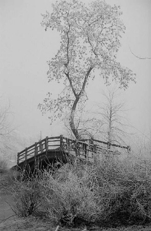Holzbrücke im Johannapark, im Vordergrund vereiste Sträucher