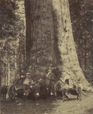Yosemite: Mariposa Grove - Big Tree: the "Grizzly Giant" : circumference: 29 meters