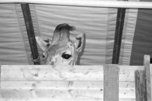 Verkauf des Giraffenmädchens "Sonny" aus dem Karlsruher Zoo an den Zoo Gelsenkirchen