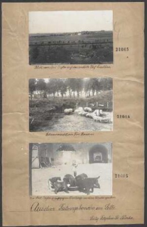 Schweinezucht im Fort Bondues