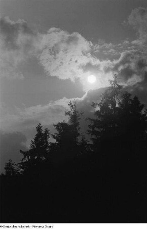 Baumwipfel im Gegenlicht