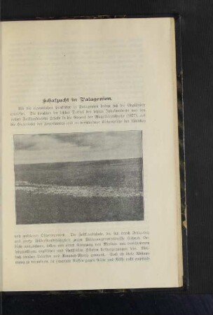 Schafzucht in Patagonien.