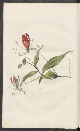 Gloriosa superba
