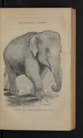 Tafel: The zoological gardens. [3]