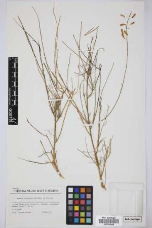 Reseda scoparia Brouss. ex Willd.