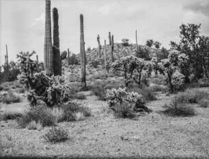Arizona : Landschaft mit Strauch- und Kakteen-Vegetation in Arizona am Salt River östlich von Phoenix