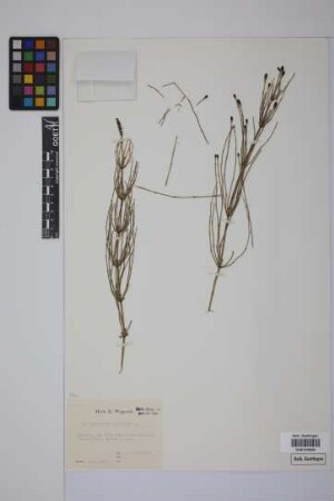 Equisetum palustre L.