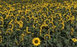 Sonnenblumenfeld : Sonnenblumenfeld im Oderbruch. Aufgenommen 2001