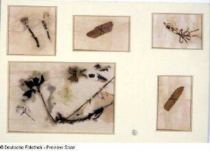 Fünf Materialbilder (unter Passepartout)