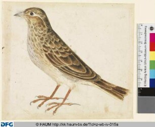 Singvogel im Profil