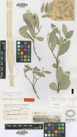 Daphnopsis guacacoa Wright ex Griseb. [holotype]