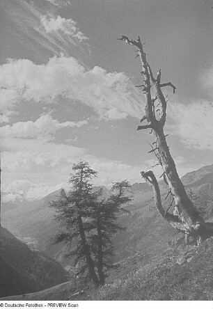 Bäume in den Alpen