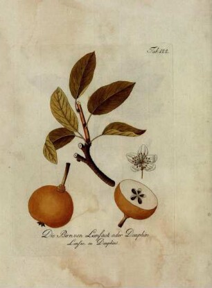 Tab. 122. Die Birn von Lanfack oder Dauphin [...]