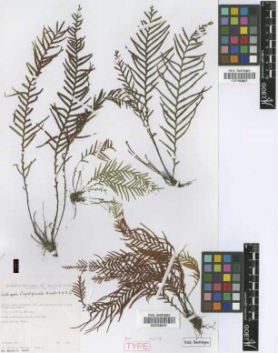Lellingeria flagellipinnata M.Kessler & A.R.Sm. [paratype]