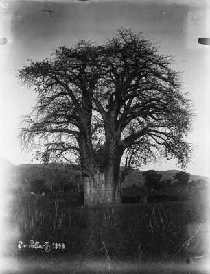 Baobab : Aufnahme eines Affenbrotbaumes