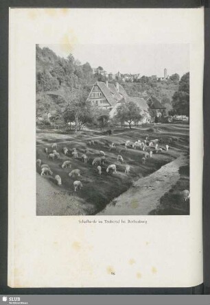 Schafherde im Taubertal bei Rothenburg