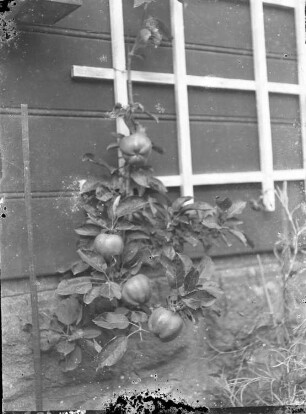 Wernigerode. Garten der Familie Knochenhauer. Junger Apfelbaum als Spalierobst an der Hauswand