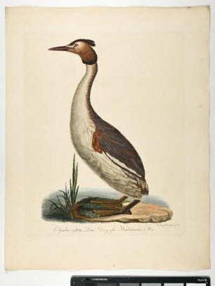 Colymbus cristatus. Linn. Der große Haubentaucher. Mas. - Haubentaucher. Podiceps cristatus; mas. - Zeichner und Stecher: Ambrosius Gabler