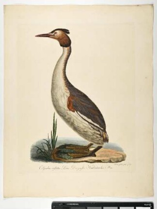 Colymbus cristatus. Linn. Der große Haubentaucher. Mas. - Haubentaucher. Podiceps cristatus; mas. - Zeichner und Stecher: Ambrosius Gabler