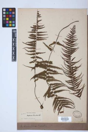 Asplenium dissectum Sw.