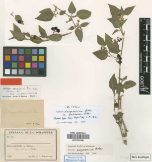Solanum hirsutum Dunal
