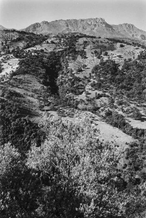 Landschaft : Blick über die mit Feigen und Ölbäumen bewachsenen Hänge des Gebirges