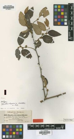 Ziziphus abyssinica Hochst. ex A.Rich. [isotype]