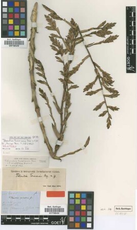 Tillandsia tovarensis Mez [type]