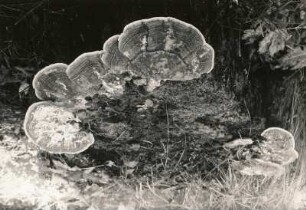Pilze. Schmetterlingsporling (Trametes versicolor)