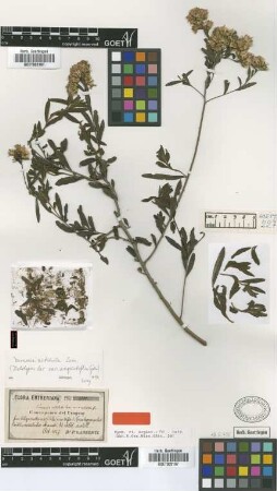 Vernonia nitidula Less. var. acutifolia Griseb.[holotype]