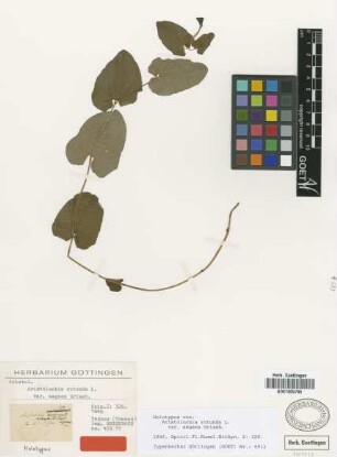 Aristolochia rotunda L. var. Griseb. aegaea[holotype]