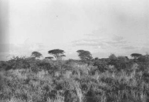 Savanne bei Usa : Savannenlandschaft