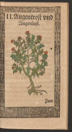 11. Augentrost und Augenlust.