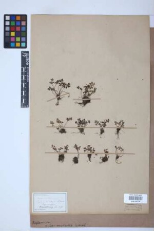 Asplenium ruta-muraria L.