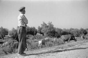 Reisefotos Rumänien. Bauer an Viehweide