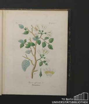 Guajacaneae. Styrax officinale L. Storaxbaum.