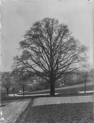 Zettlitzer Eiche : Zettlitz, alte Eiche an einer Straße in der Nähe des Ortes mit Feldfluren im Vordergrund.