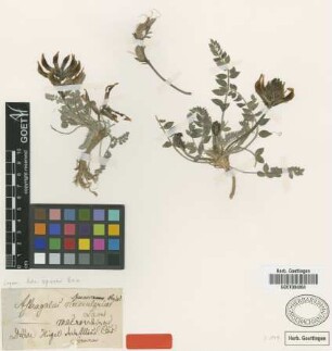 Astragalus spruneri Boiss. [type]