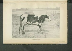 Taf. VI. Cholmogorer Kuh