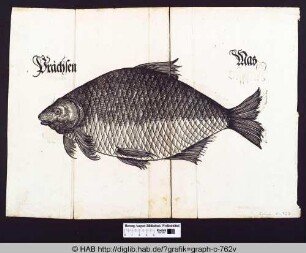 Fisch.