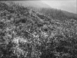 Wald : Blick über einen Wald