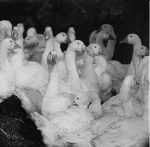 Tiere. Gänseschar