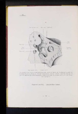Organon auditus. Labyrinthus osseus.