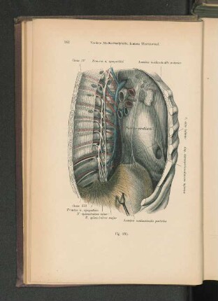 Fig. 235. Vordere Mediastinalplatte, hintere Thoraxwand.