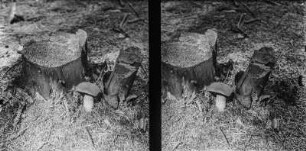 Ziegenlippe : Ziegenlippe oder Filziger Röhrling (Xerocomus subtomentosus).