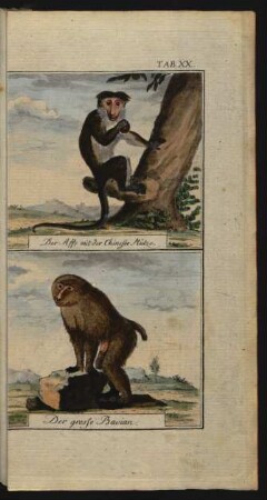TAB. XX. Der Affe mit der Chineser Mütze. Der große Bavian