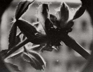Ohne Titel (Kastanienknospe)